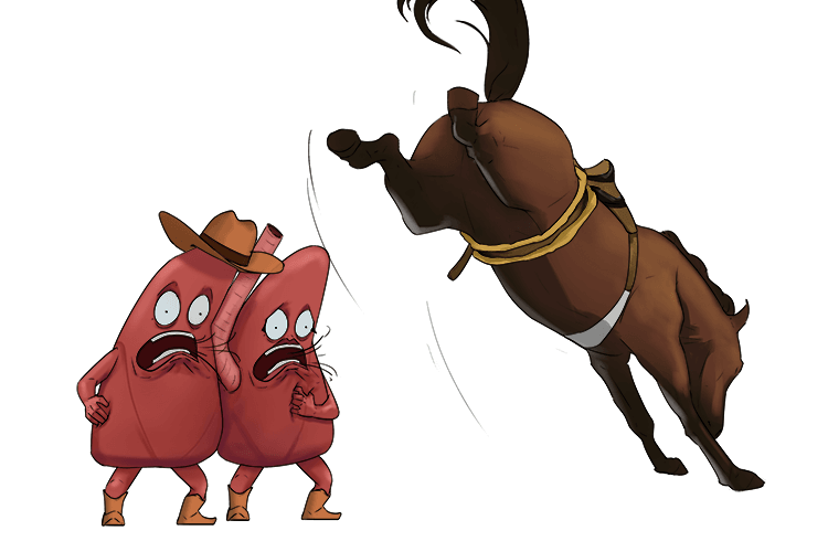 The bucking bronco (bronch) left both lungs gasping for air